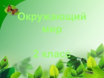 Открытый урок. Окружающий мир 2 кл.