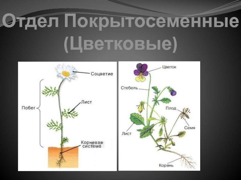 Характерные цветы для покрытосеменных