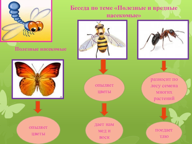 Презентация по теме насекомые