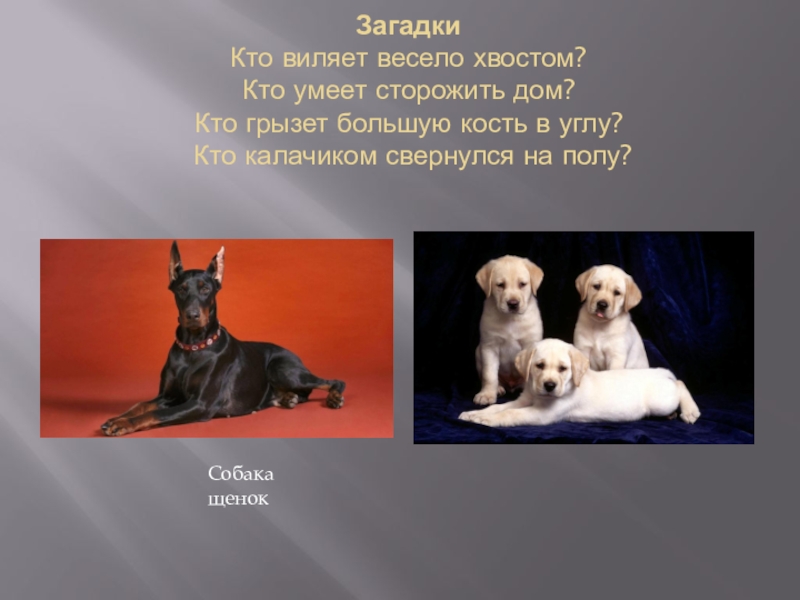 Виляя хвостом. Загадка кто виляет весело. Кто весело хвостом. Загадка кто .... Тот и умел.