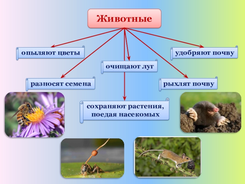 Луговое сообщество 4 класс окружающий мир по плану