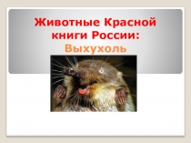 Животные Красной книги России. Выхухоль