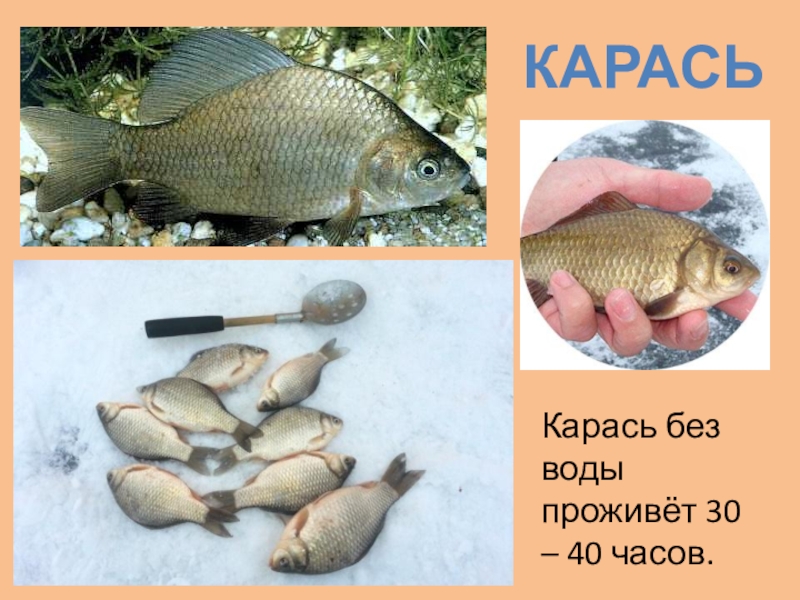 Рыбы долго живут. Рыба карась. Сколько живет карась без воды. Разновидности карася. Сколько карась может прожить без воды.