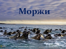 Презентация Моржи. Текст для списывания во 2 классе.