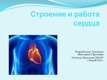 Строение и работа сердца