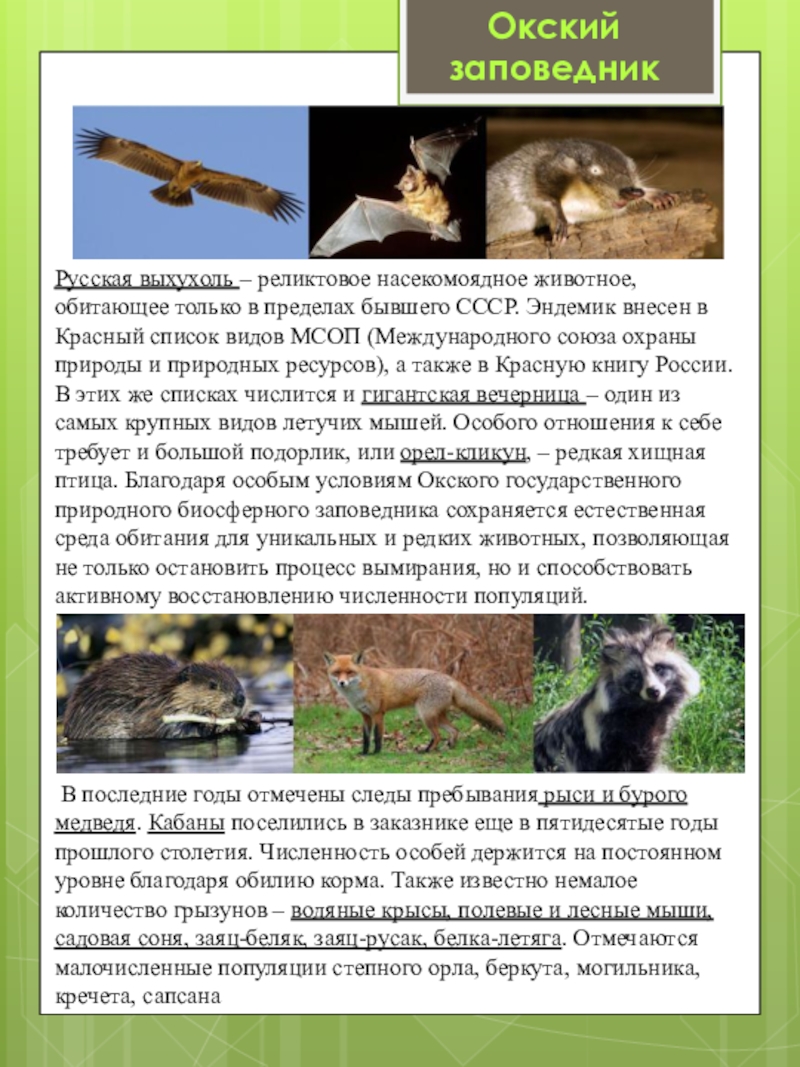 Мелкое реликтовое животное в луганском государственном заповеднике. Обитатели Окском заповеднике Рязанской области. Окский заповедник презентация. Окский заповедник информация. Редкие животные Окского заповедника.