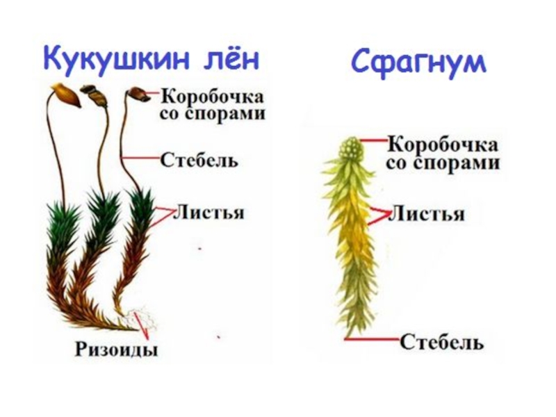 Рисунок моховидных растений