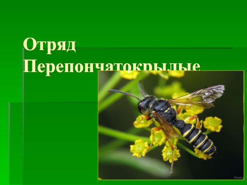 Перепончатокрылые представители. Отряд насекомых Перепончатокрылые. Отряд Перепончатокрылые окраска. Биология отряд Перепончатокрылые. Отряд Перепончатокрылые пчелы представители.