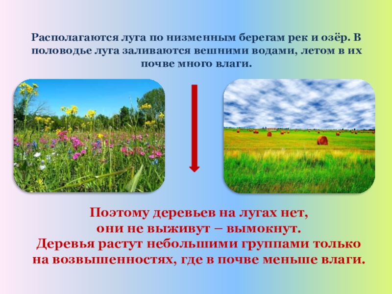 Луговое сообщество 4 класс окружающий мир по плану