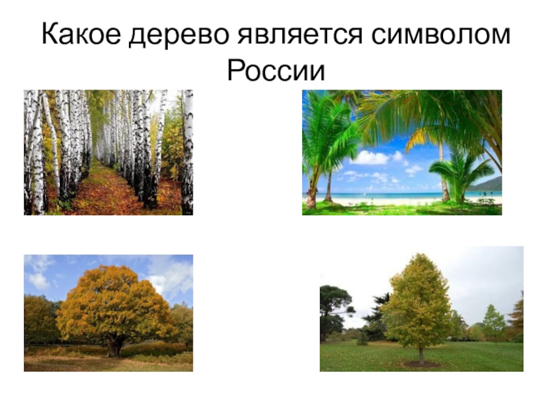 Какие деревья являются символом. Дерево символ России. Какие деревья являются символом России. Какие 2 дерева являются символом России.