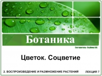 Презентация по теме: Цветок.Соцветие.