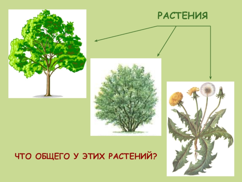 Рисунок дерева кустарника и травянистого растения 2 класс