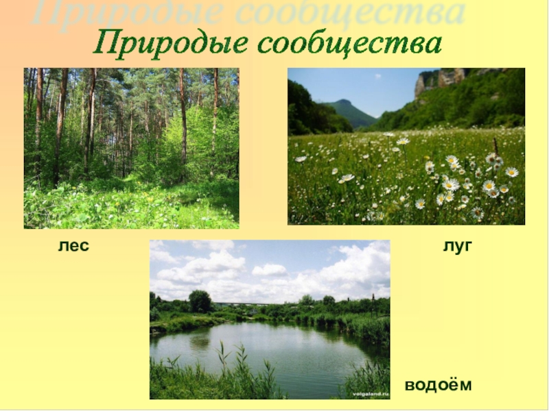 4 примера природных сообществ. Природное сообщество Луга. Природное сообщество водоем растения. Лес луг водоем. Изображение природных сообществ.