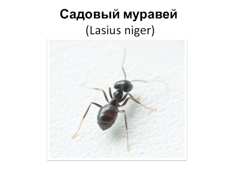 Садовый муравей  (Lasius niger)