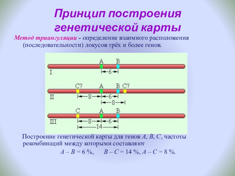 Генетическая карта локуса