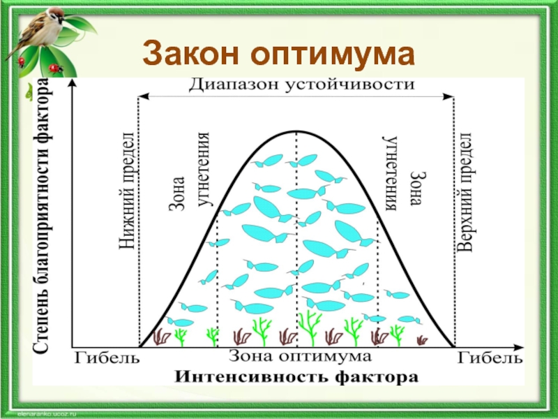 Закономерности действия факторов среды на организмы презентация