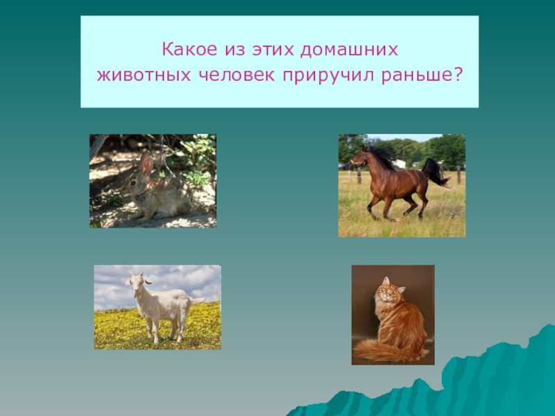 Каких животных приручил. Каких животных одомашнил человек. Одомашненные млекопитающие. Какие культурные растения были одомашнены раньше всего. Какое животное первое одомашнено.