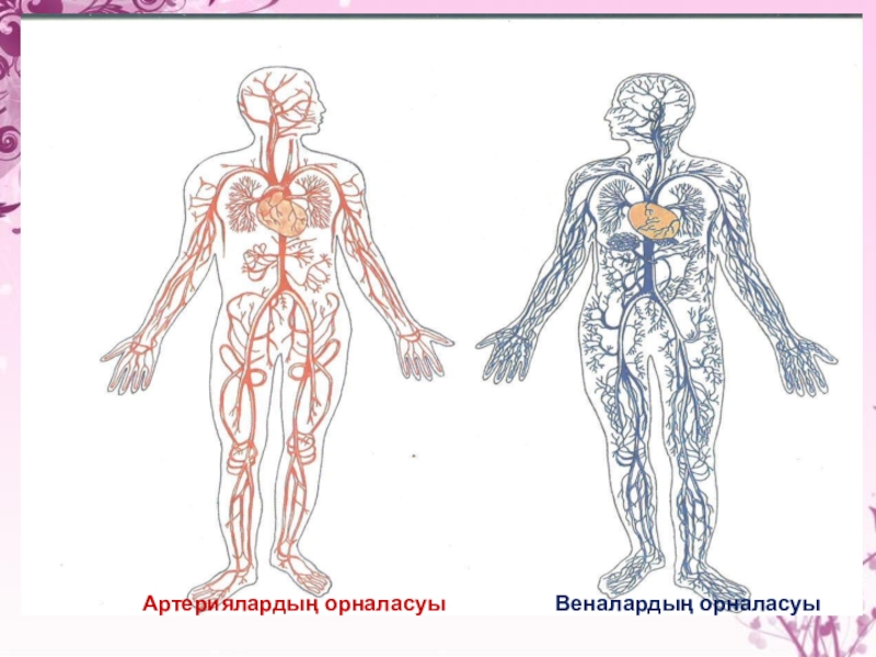 Кіші қан айналым шеңбері