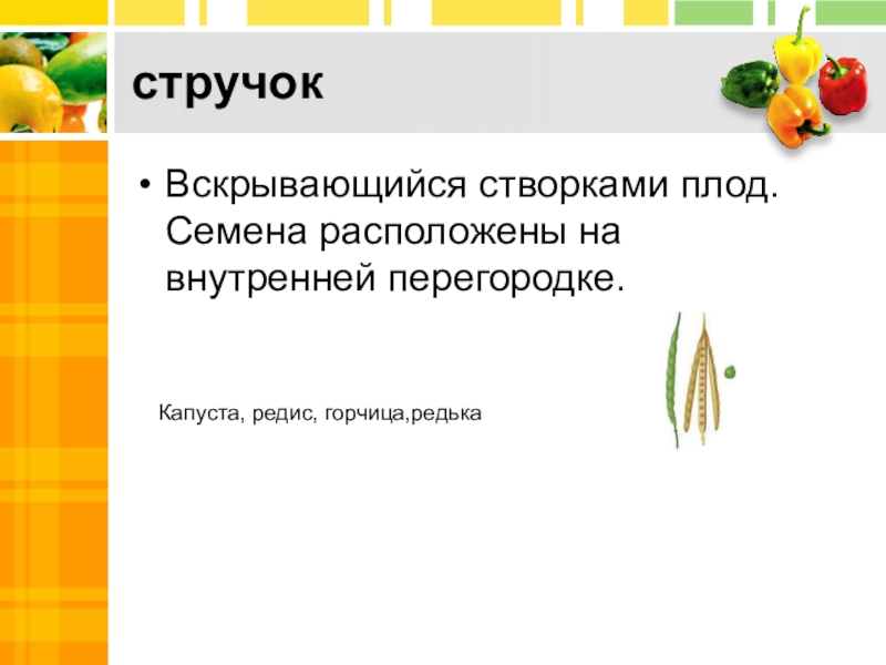 Семена расположены в. Многосемянные плоды морковь. Классификация плодов редис. Классификация плодов стручок. На перегородке плода семена расположены у.