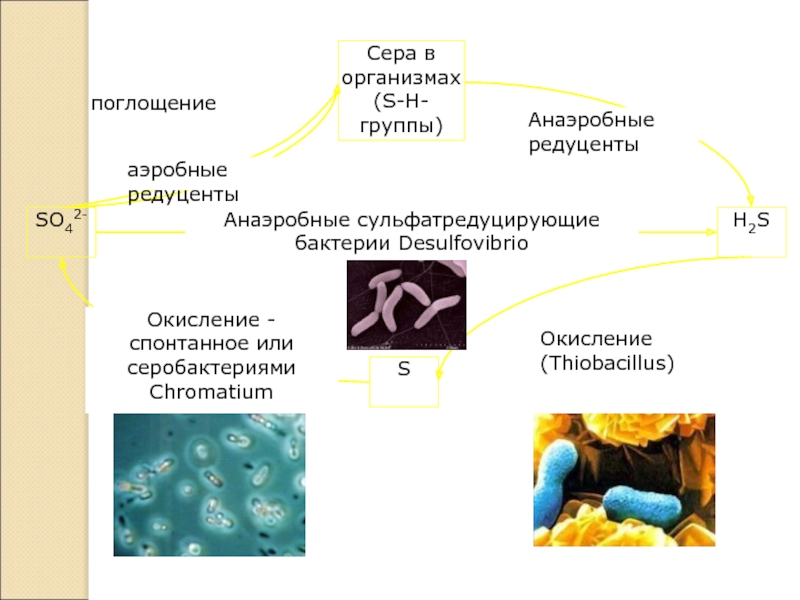 Бактерии примеры. Аэробные бактерии. Септик с аэробными и анаэробными бактериями. Бактерии аэробы и анаэробы. Аэробные и анаэробные микроорганизмы.