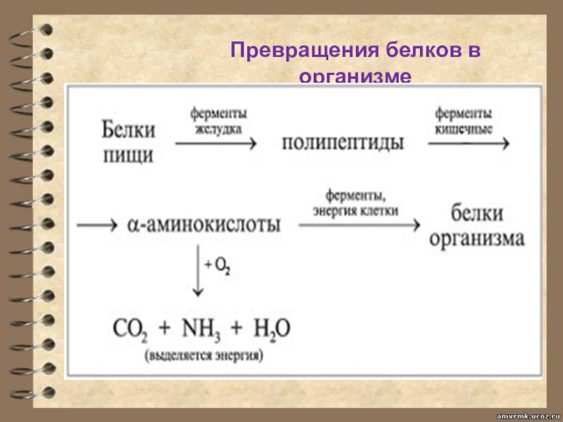 Схема превращения белков в организме