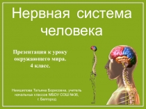 Электронный образовательный ресурс - презентация по окружающему миру для учащихся на тему Нервная система человека(4 класс)