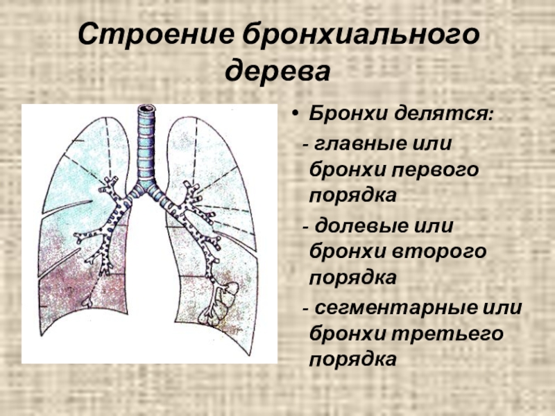 Бронхи легких схема. Строение легких бронхи. Сегментарное строение бронхов. Строение бронхиального дерева. Бронхиальное дерево сегменты.