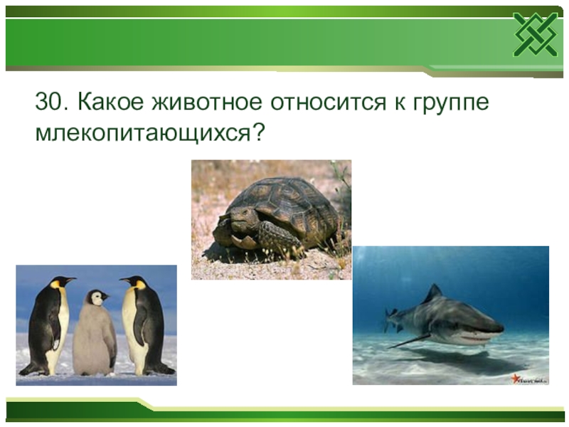 Какое животное относят. Что относится к группе звери. К какой группе относится животное. Какие животные относятся к млекопитающимся. Какое животное мы не можем отнести к группе млекопитающих?.