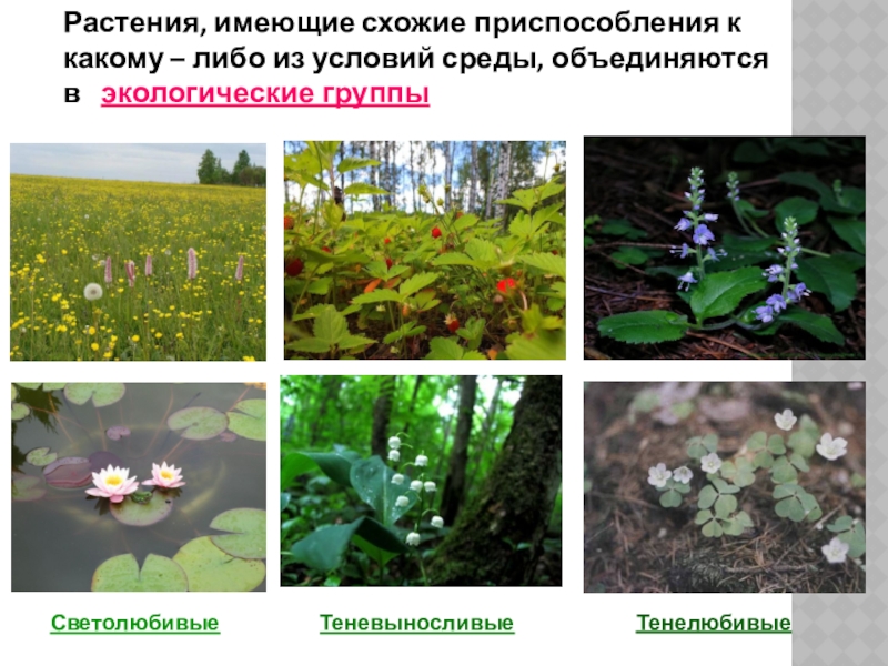 Экологическая группа болот. Растения разных экологических групп. Растения приспособлены к условиям окружающей среды. Тенелюбивые растения экология. Приспособление растений к окружающей среде.
