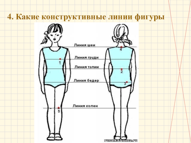 Линия талии. Конструктивные линии фигуры. Конструктивные линии фигуры человека. Вертикальные конструктивные линии. Назовите конструктивные линии фигуры.