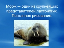 Морж - один из крупнейших представителей ластоногих. Поэтапное рисование.
