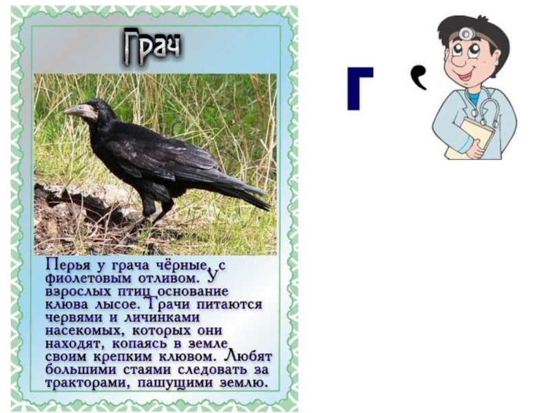 Род слова грач. Грач описание. Грач птица описание. Интересные факты о птицах для детей. Интересные факты о Грачах.