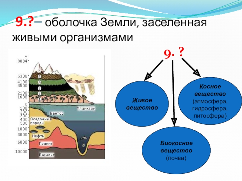 Биосфера это оболочка земли населенная живыми организмами