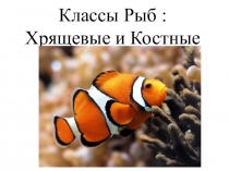 Презентация Классы Рыб : Хрящевые и Костные