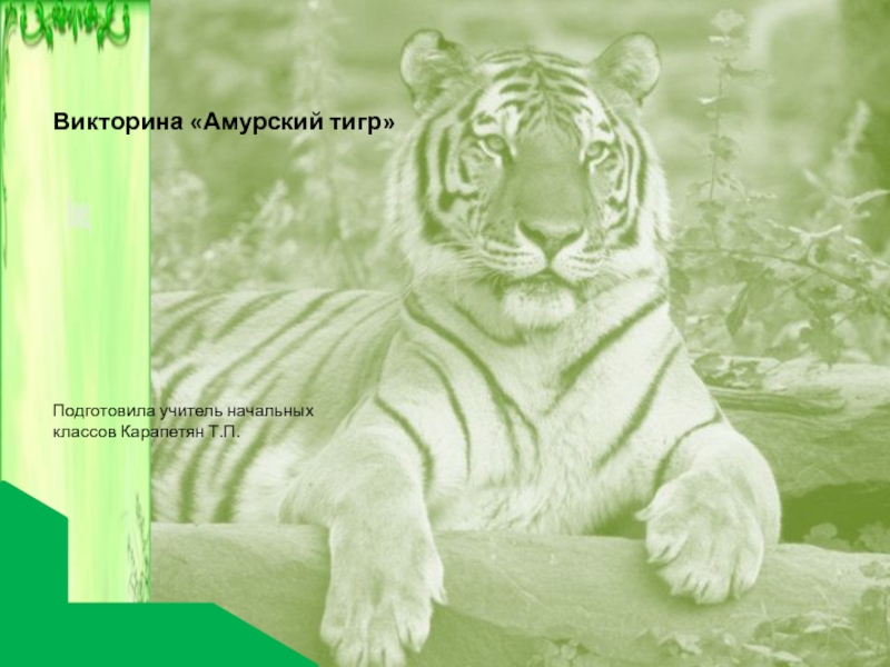 Презентация по окружающему миру Амурский тигр