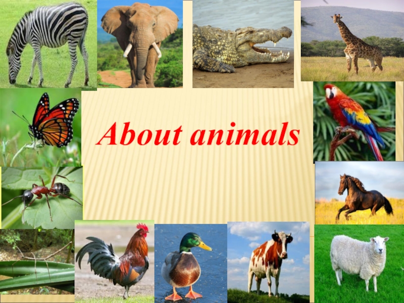 Презентация About animals