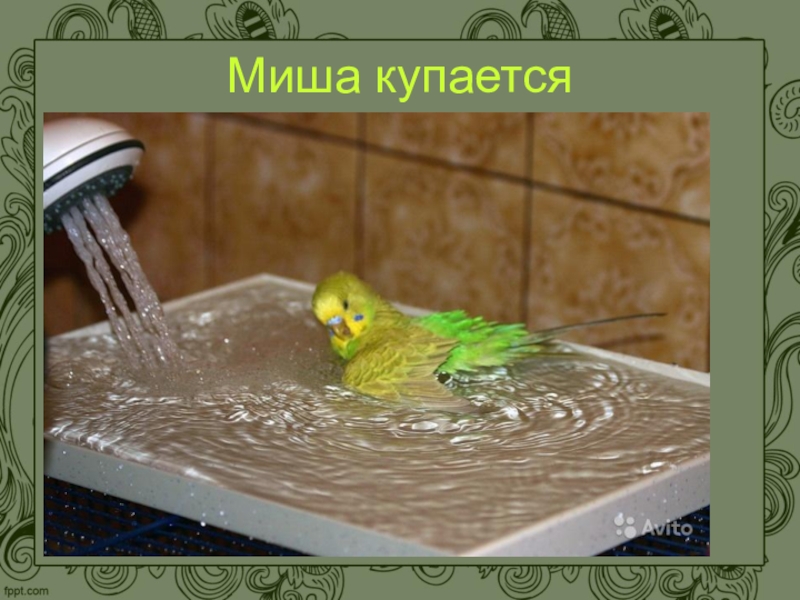 Можно мыть попугаев. Попугайчик купается. Попугай купается в ванночке. Миша купается. Попугай моется.