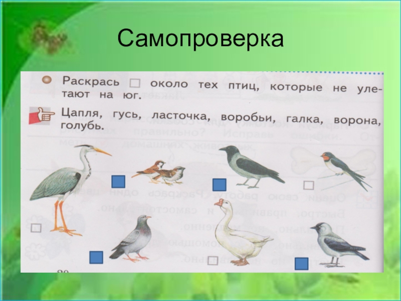 Голубь окружающий мир 1 класс. Раскрась около тех птиц которые не улетают на Юг цапля Гусь. Какиеиетицы не улетают на Юг. Какие птицы не улетают на Юг. Какие птицы улетают на Юг гуси.