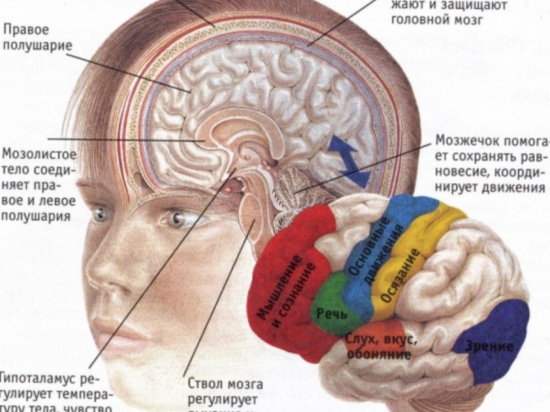 Реферат: Мышление. Мозг и компьютер