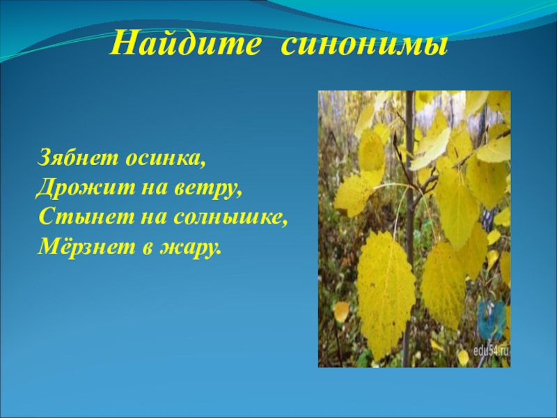 Дрожит на ветру. Зябнет дрожит стынет мерзнет это синонимы. Зябнет синоним. Зябнет Осинка. Синонимы зябнет Осинка дрожит на ветру стынет на солнышке мерзнет.