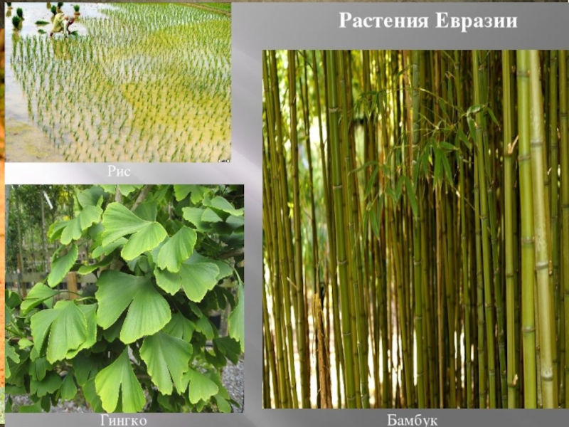 Какие растения есть в евразии. Растения Евразии Евразии. Бамбук в Евразии. Евразия растения рис. Материк Евразия растительный мир.