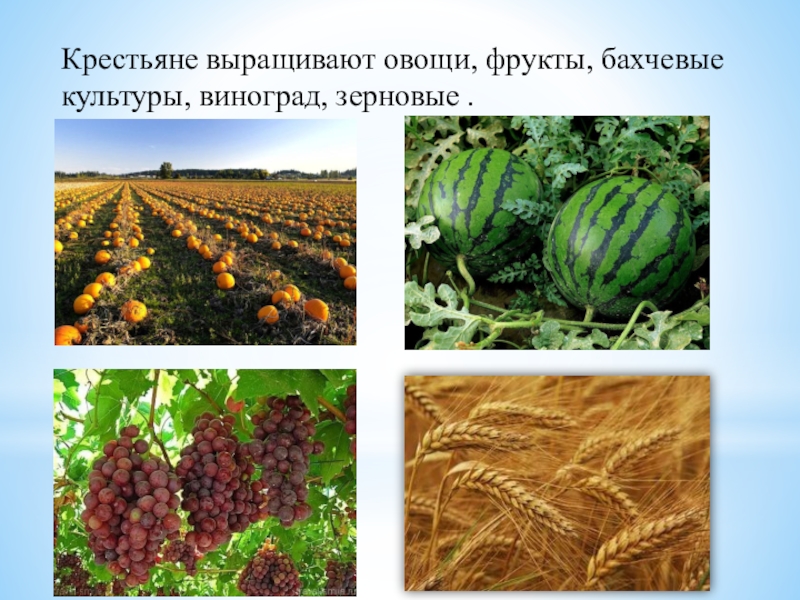 На выращивании каких культур специализируется северный кавказ. Культурные растения. Культурные сельскохозяйственные растения. Культурные растения поля. Выращивание культурных растений.