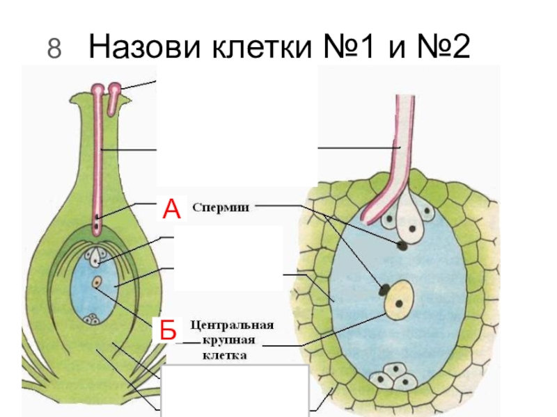 Схема двойного оплодотворения у покрытосеменных