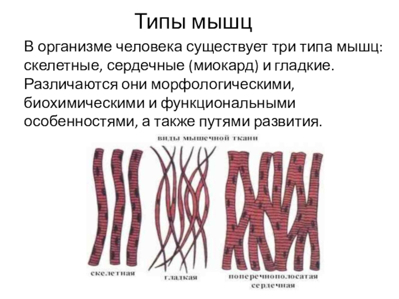 Мышцы виды. Типы мышц. Мышечная ткань бывает. Типы мышц человека. Мышцы типы мышц.