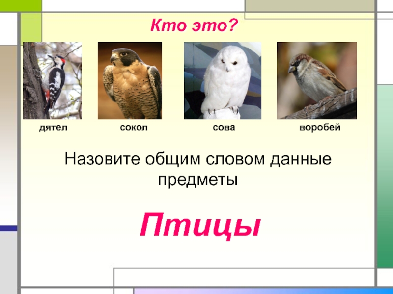 Воробей и сова внешний вид. Какой группе относится Воробей и Сова. К какой группе животных относится Воробей. Сова и Воробей. Сокол и дятел.