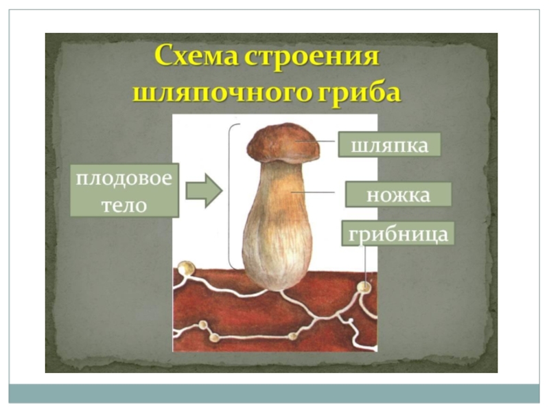 Главной частью шляпочного гриба является. Грибы строение шляпочных грибов. Строение шляпочных грибов. Плодовое тело шляпочного гриба. Шляпочные грибы разнообразие.