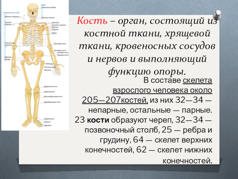 Скелет взрослого человека состоит. Химический состав скелета. Костная система человека состоит из.