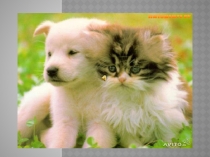 Презентация по окружающему миру на тему Животные (1 класс)