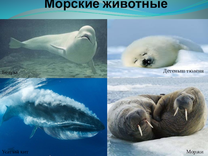 Сравните образ жизни тюленя и кита. Морские животные Арктики. Обитатели арктических морей. Морские животные арктической пустыни. Животные Арктики тюлень.
