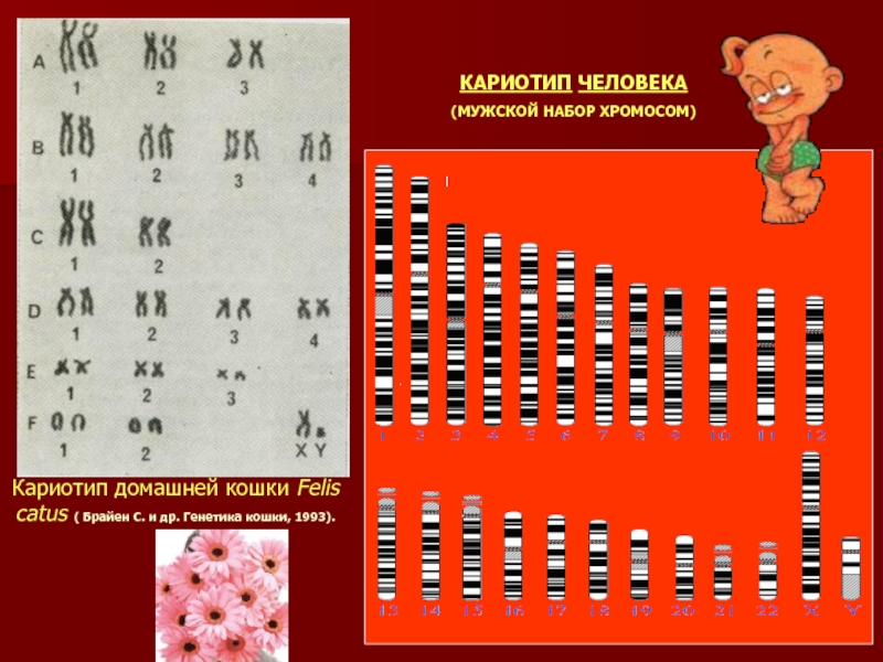 Кариотип эритроцита собаки. Кариотип домашней кошки. Хромосомный набор кота. Кариотип Felis catus. Хромосомный набор собаки.